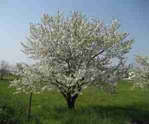 Fioritura del ciliegio