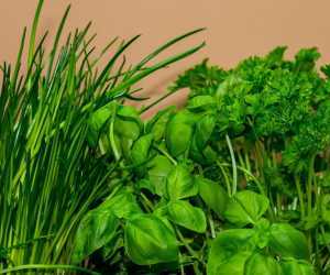 Basilico e altre piante aromatiche