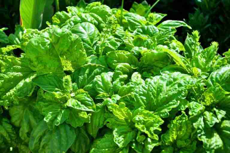 Come coltivare basilico. Semina, cure, raccolta e conservazione