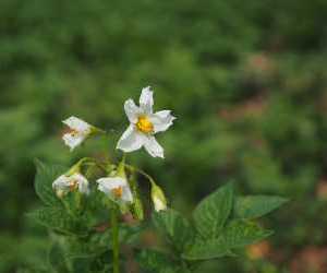 Fiore di patata
