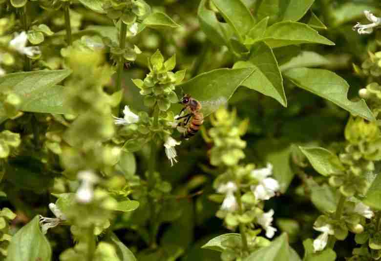 Fiori di basilico