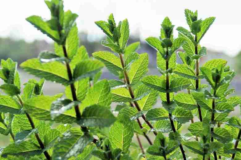 Fusto della menta piperita