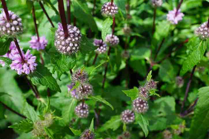 Infioriscenze della menta piperita