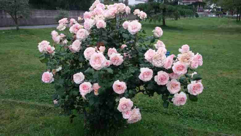 La potatura delle rose a cespuglio