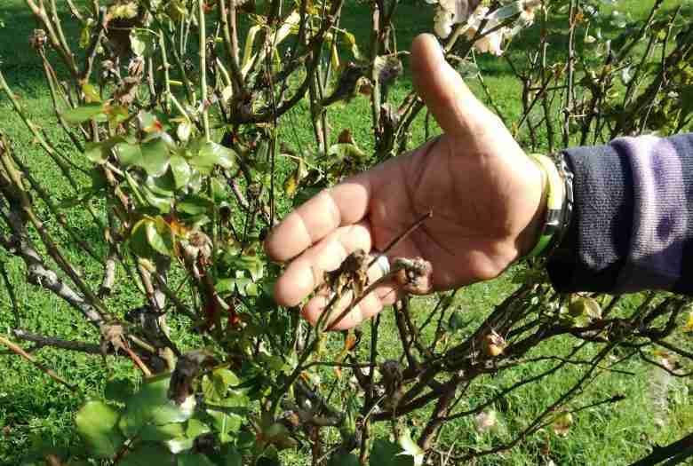 La potatura delle rose appassite