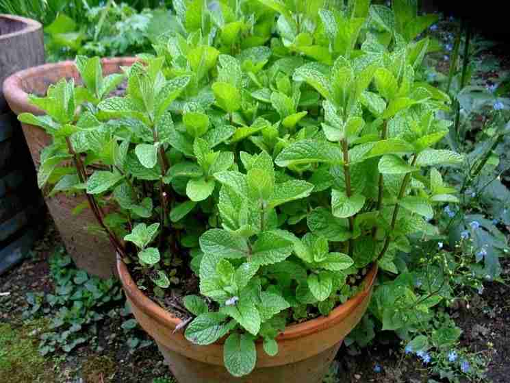 Menta piperita coltivata in vaso