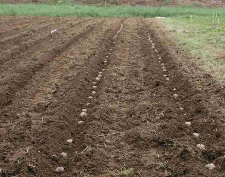 Solchi per la semina e la coltivazione delle patate
