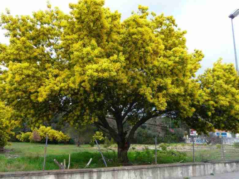 Albero di mimosa