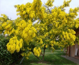 PIANTA DI MIMOSA IN VASO 20.