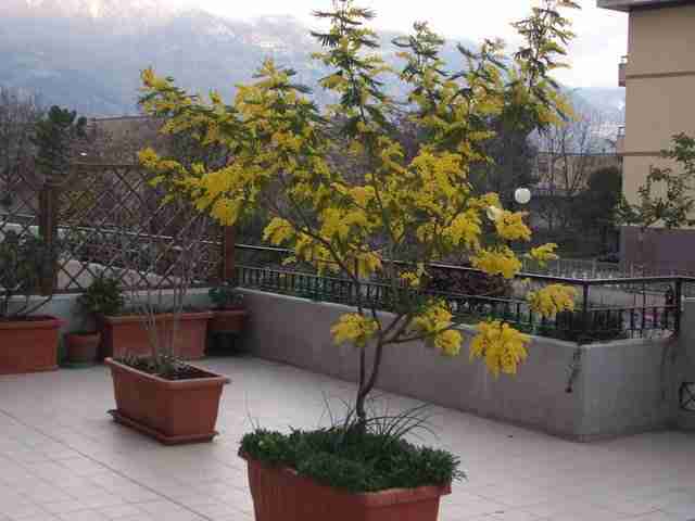 Albero di mimosa in vaso