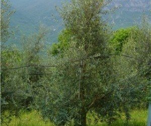 La potatura olivo a forma monocono