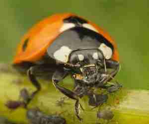 La coccinella come rimedio biologico agli afidi delle piante