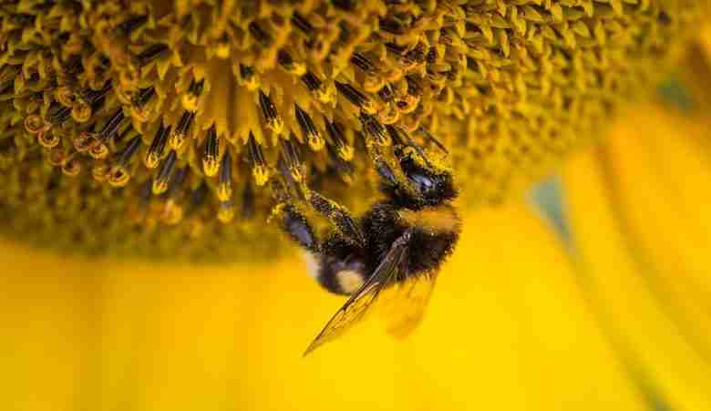 Ape bottinatrice su fiore e di girasole