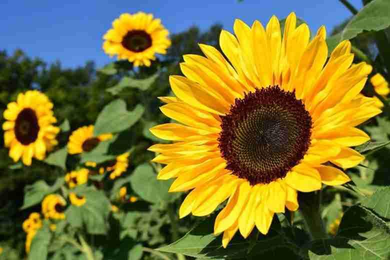 Coltivare girasoli