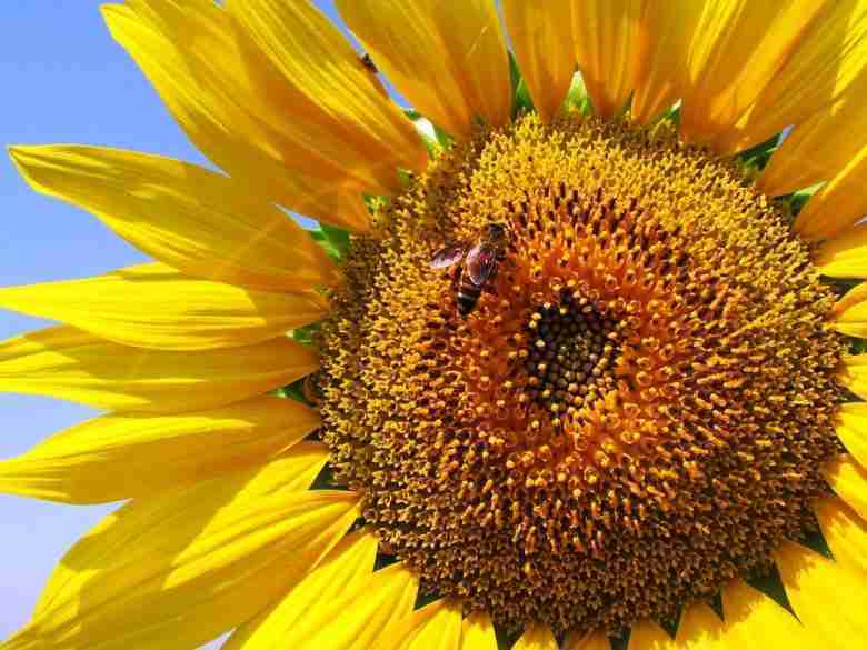 Coltivare girasoli