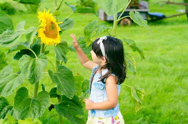 La bellezza di una pianta di girasole