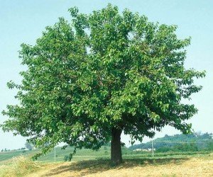 Albero di gelso bianco