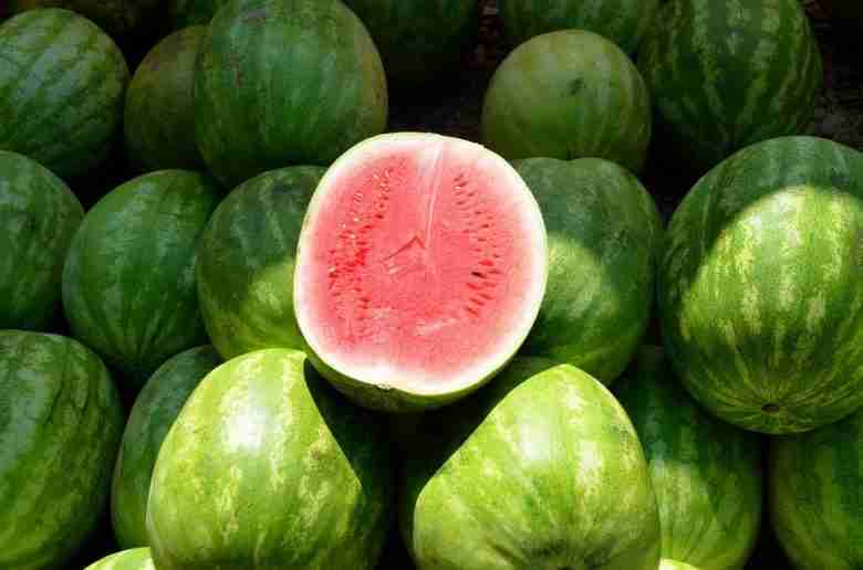 Coltivare angurie