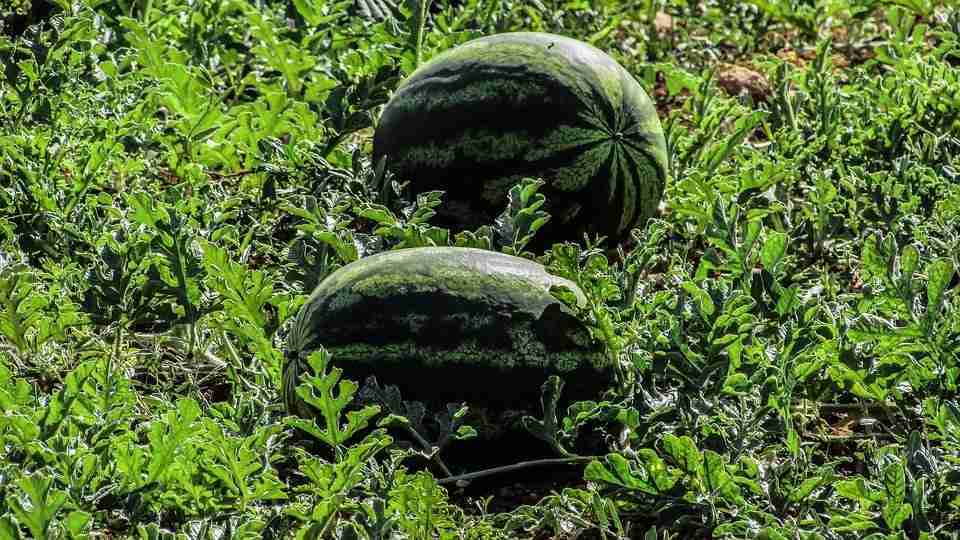 Coltivare angurie con cimatura apicale