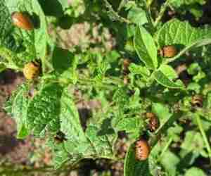 Dorifora della patata vegetazione danneggiata dalle larve