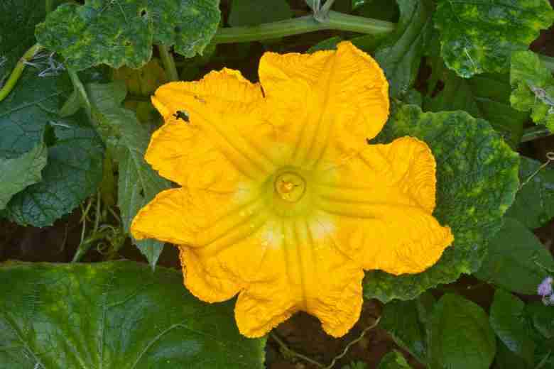 Fiore di zucca