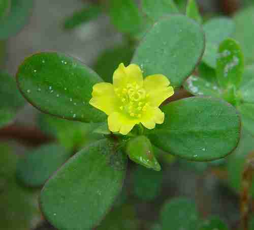 Fiore e foglie di Portulaca oleracea