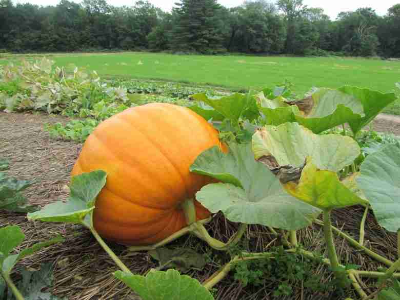 La coltivazione della zucca Cucurbita maxima