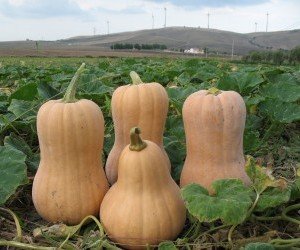 La coltivazione della zucca Cucurbita moschata