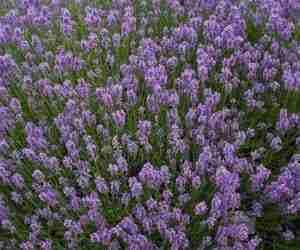 Lavandula angustifolia
