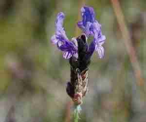 La pianta di lavanda Lavandula multifida