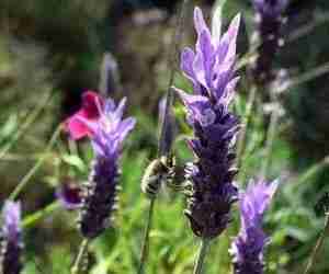 La pianta di lavanda Lavandula spica o latifolia