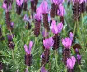 La pianta di lavanda Lavandula Stoechas