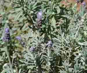 La pianta di lavanda Lavandula dentata