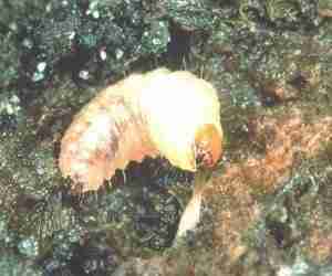 Larva di Oziorrinco Otiorhynchus sulcatus