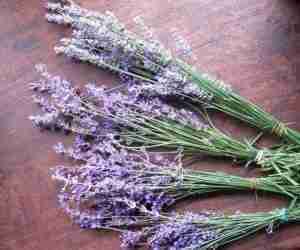 Mazzetti di lavanda