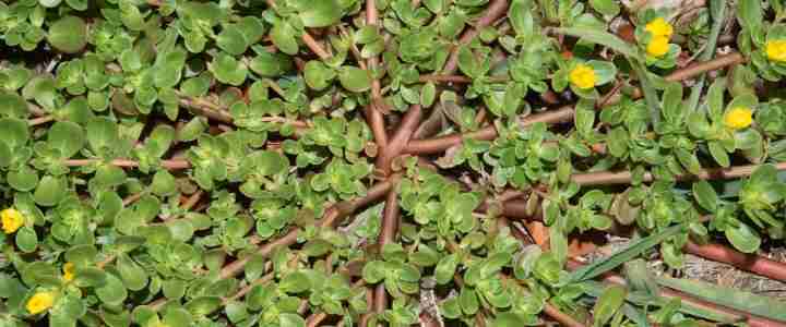 La portulaca oleracea, le proprietà e gli utilizzi di quest’erba spontanea La portulaca oleracea, le proprietà e gli utilizzi di quest’erba spontanea