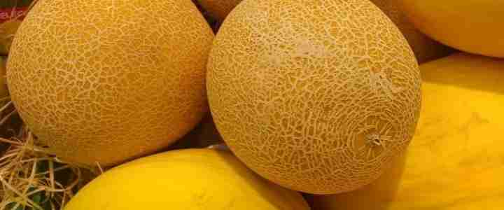 Come coltivare meloni in maniera biologica nell’orto domestico Come coltivare meloni in maniera biologica nell’orto domestico