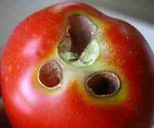 Danno di nottua del pomodoro su frutto maturo