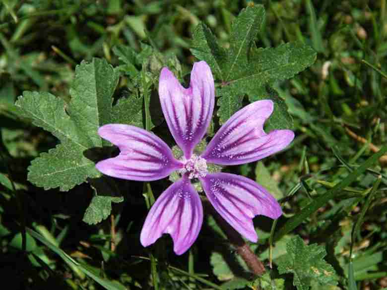 Fiore di malva sylvestris