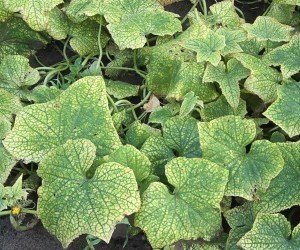 Il ragnetto rosso su foglie di zucca