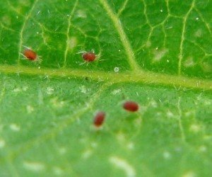 Il-ragnetto-rosso-ragnetti-su-pagina-inferiore-3-e1496663538427.jpg