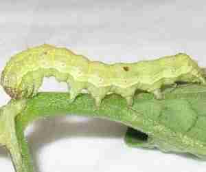 Larva di nottua del pomodoro