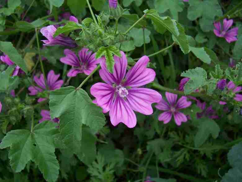 Malva sylvestris