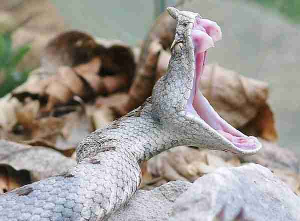 Morso di vipera