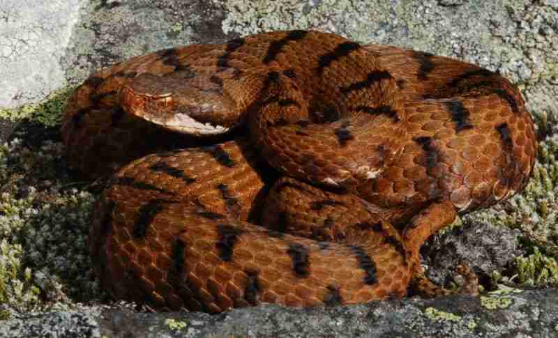 Vipera aspis francisceiredi