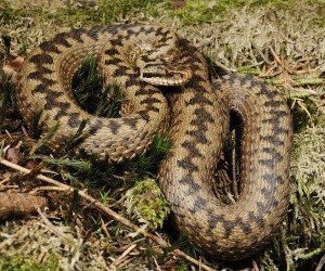 Morso di vipera specie Vipera berus o marasso