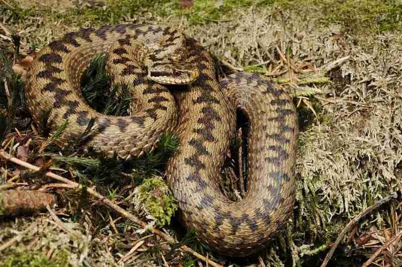 Vipera berus o marasso