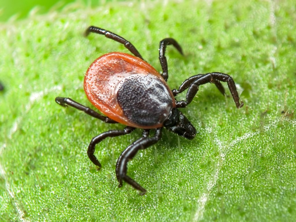 Il Morso Di Zecca Come Comportarsi Pericoli E Precauzioni