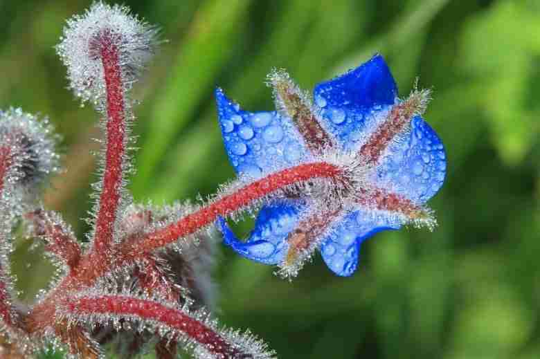 Fiore di borragine