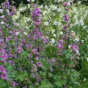 Pianta di malva sylvestris